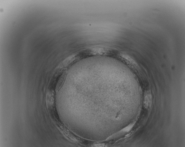 X0000063500413200601271750