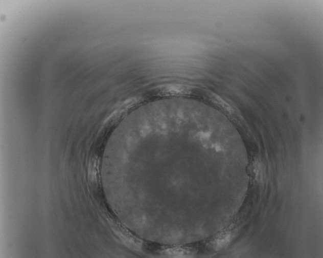 X0000063500423200601271750