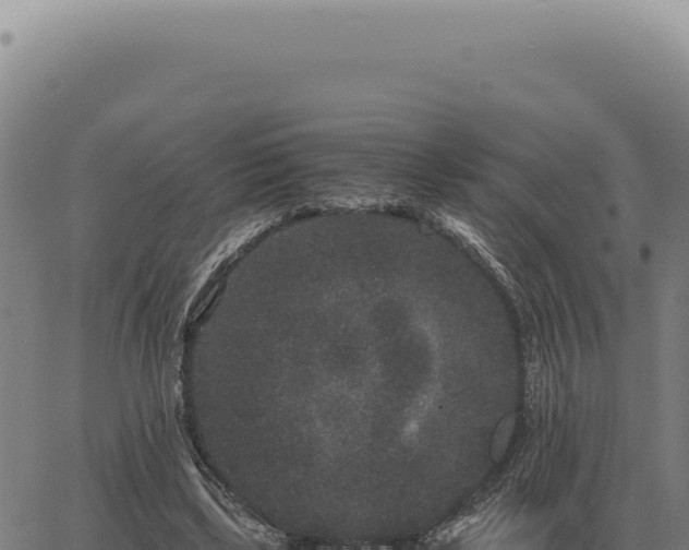 X0000063500443200601271749