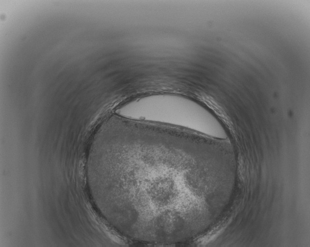 X0000063500449200601271749