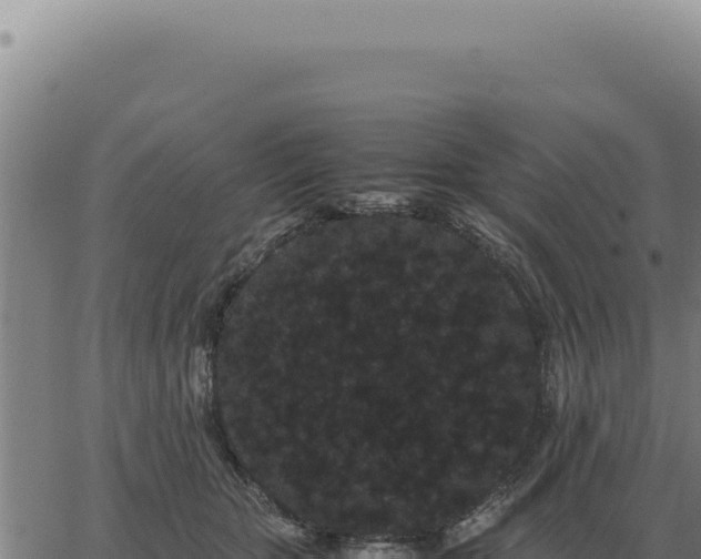 X0000063500467200601271749