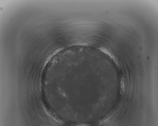 X0000063500492200601271749