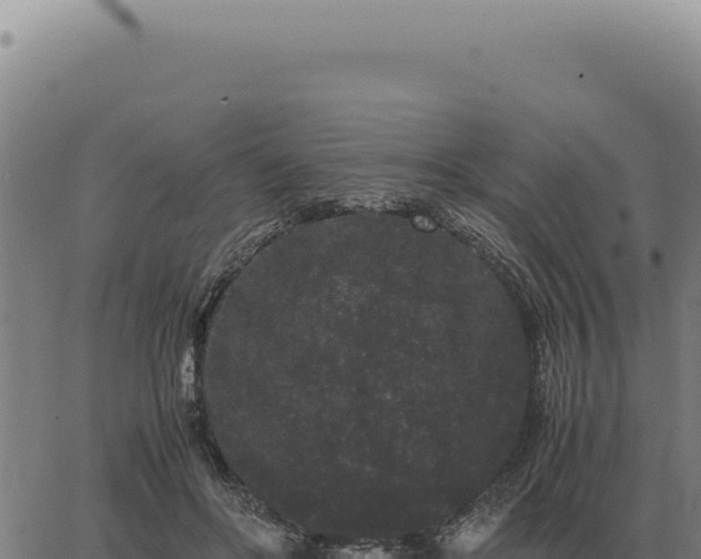 X0000063500502200601271748