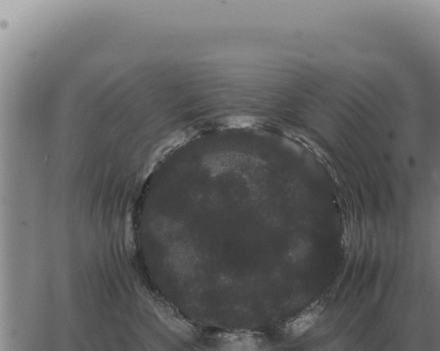 X0000063500524200601271748