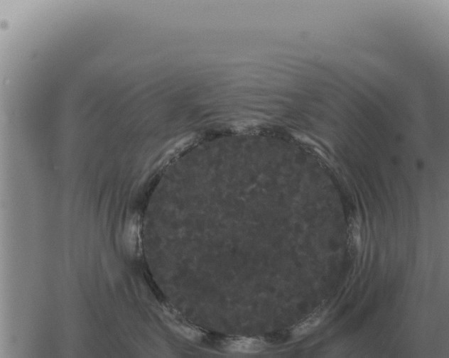 X0000063500527200601271748