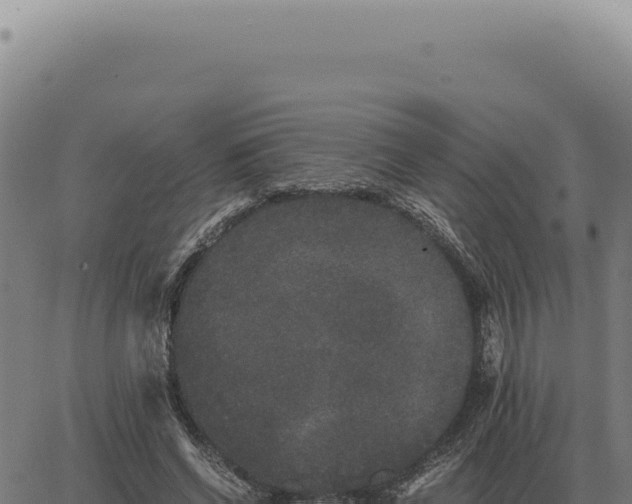 X0000063500542200601271747