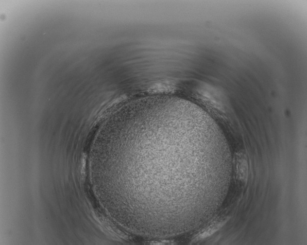 X0000063500550200601271748