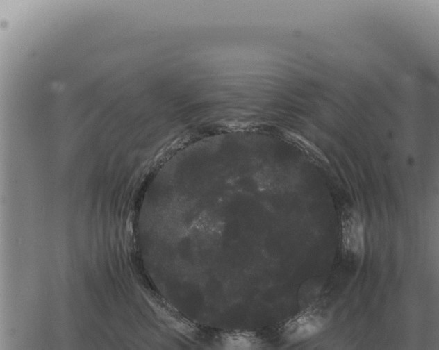 X0000063500618200601271746