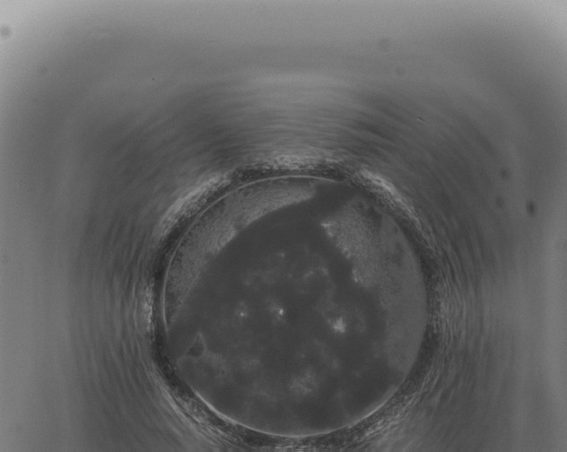 X0000063500640200601271746