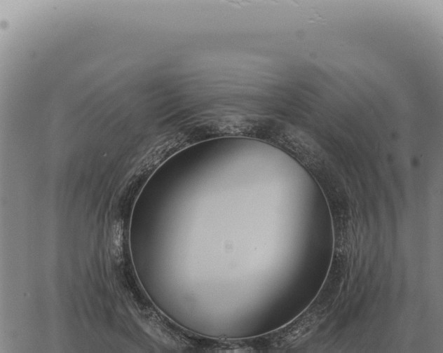 X0000063500646200601271746