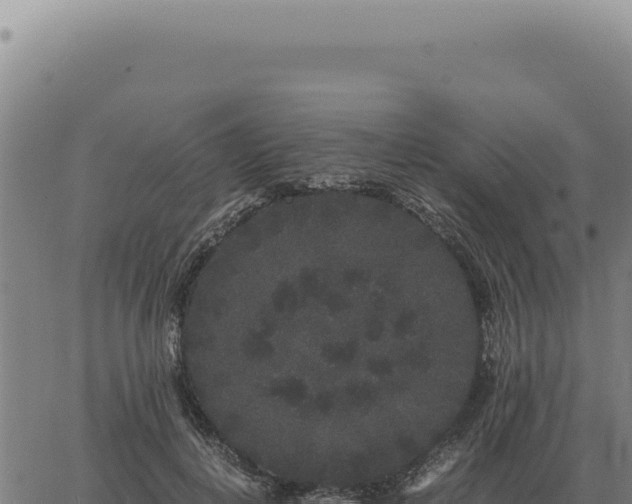 X0000063500648200601271746