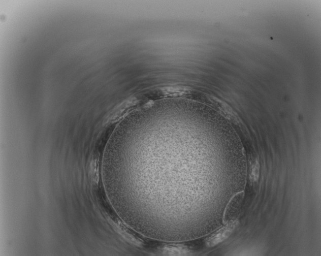 X0000063500666200601271746