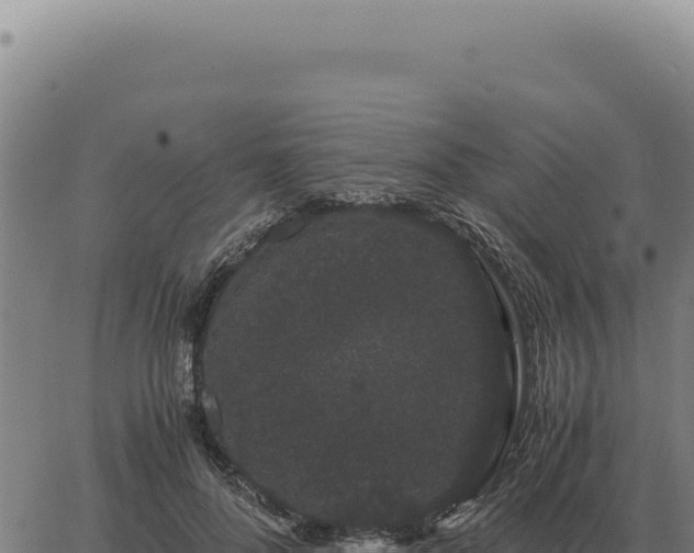 X0000063500696200601271745