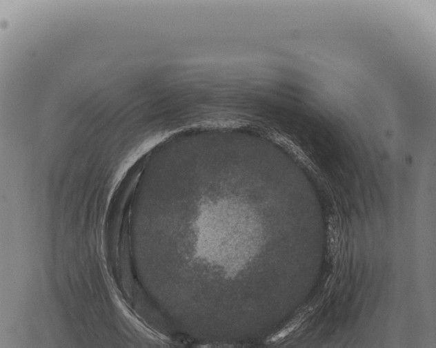 X0000063500726200601271744