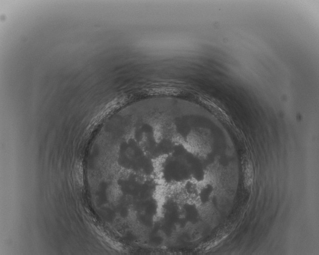 X0000063500729200601271744