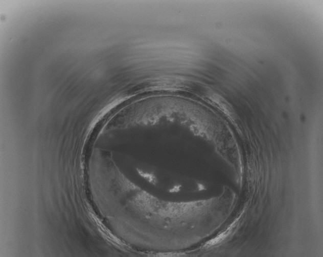 X0000063500779200601271744