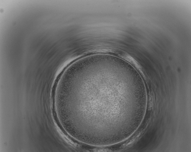 X0000063500795200601271744