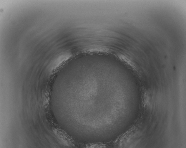 X0000063500824200601271743