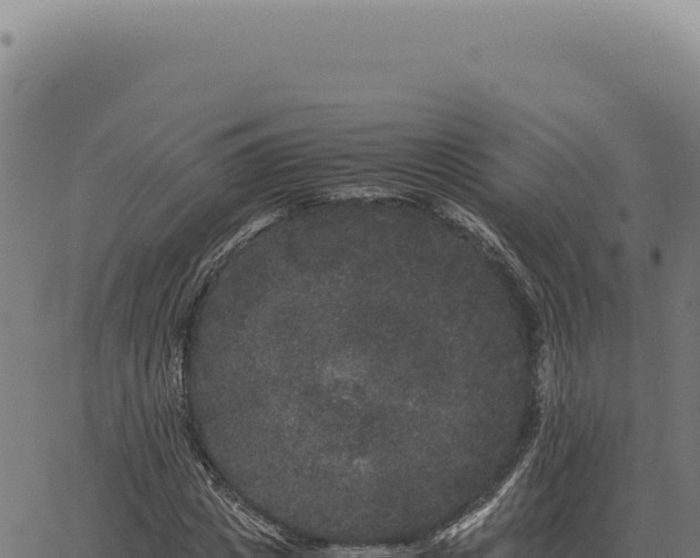 X0000063500825200601271743