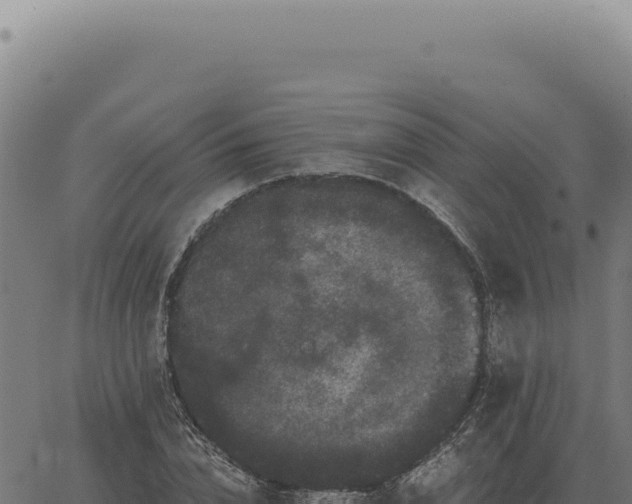 X0000063500832200601271743