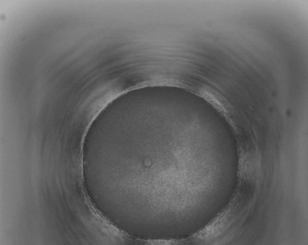 X0000063500836200601271743