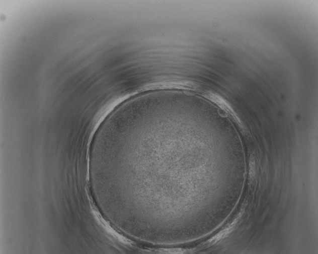 X0000063500844200601271743