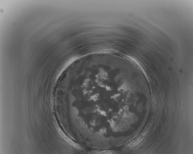 X0000063500851200601271743