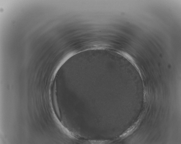 X0000063500859200601271743