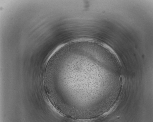 X0000063500860200601271743