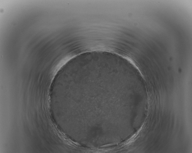 X0000063500879200601271742