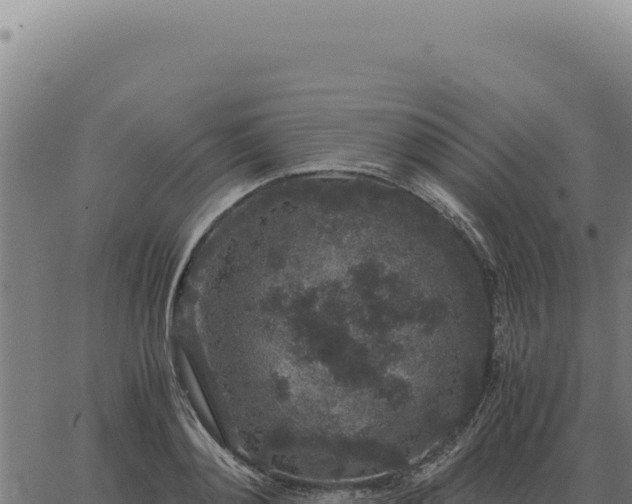 X0000063500892200601271742