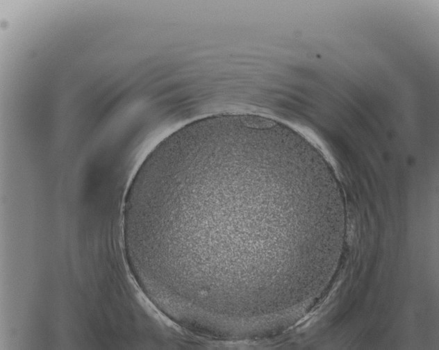 X0000063500903200601271742