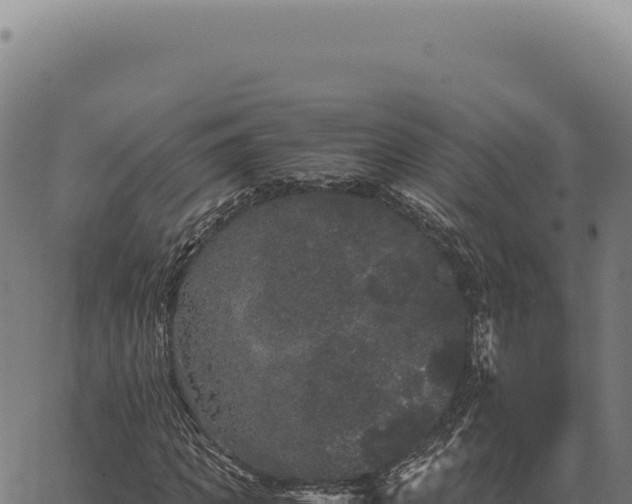 X0000063500917200601271741