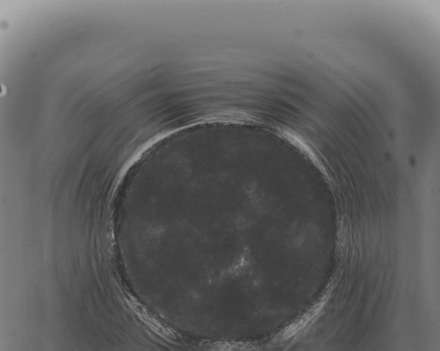 X0000063500923200601271741