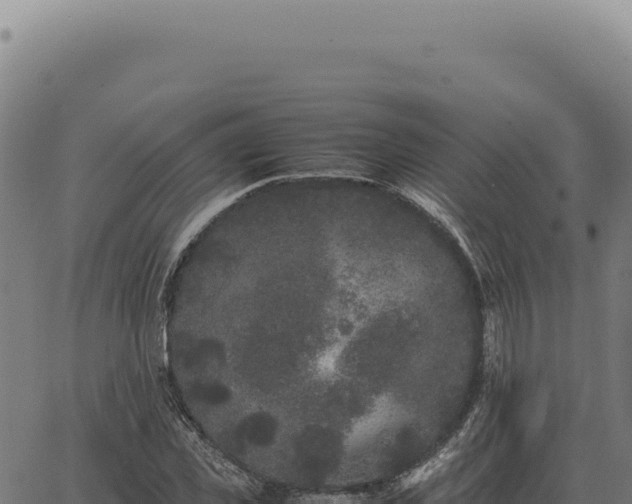 X0000063500925200601271741