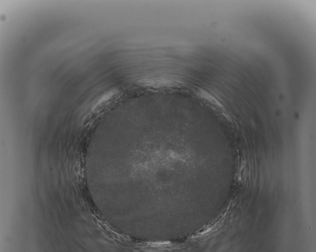 X0000063500966200601271741