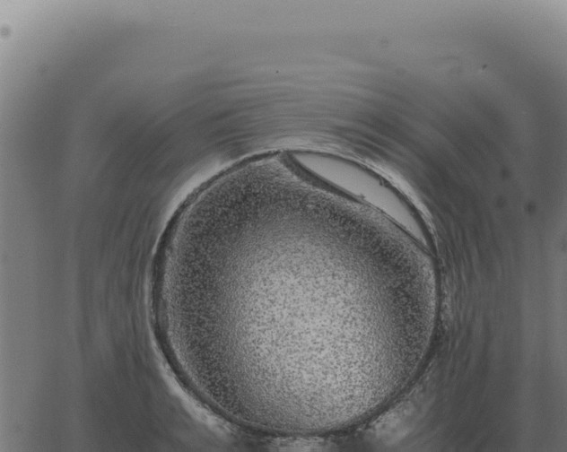 X0000063500991200601271740