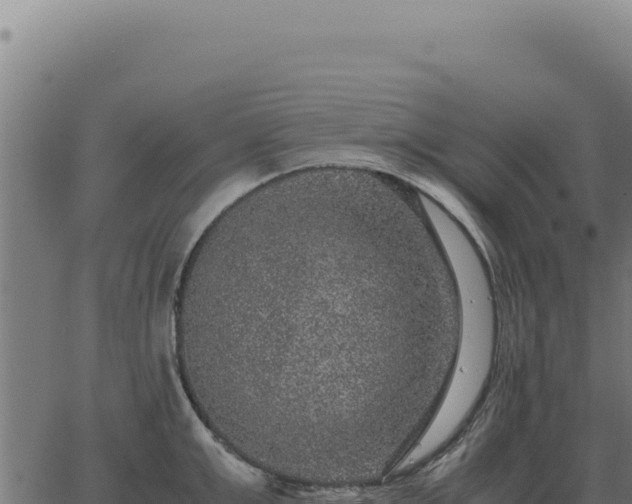 X0000063500999200601271740