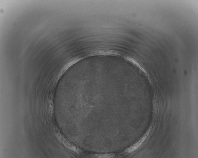 X0000063501025200601271740