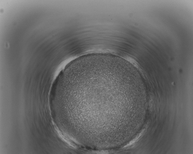 X0000063501030200601271740