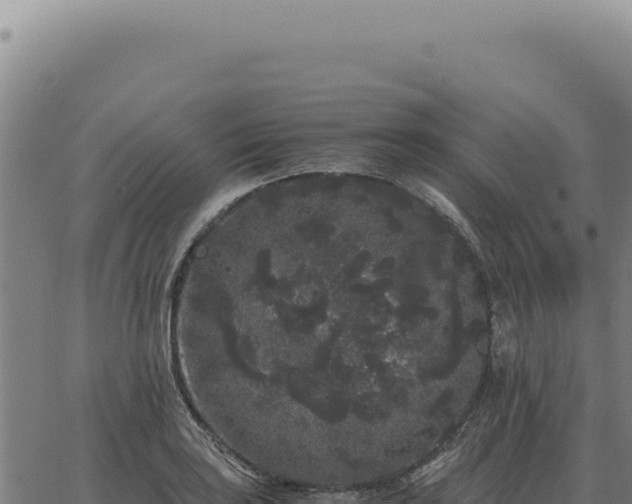 X0000063501035200601271740