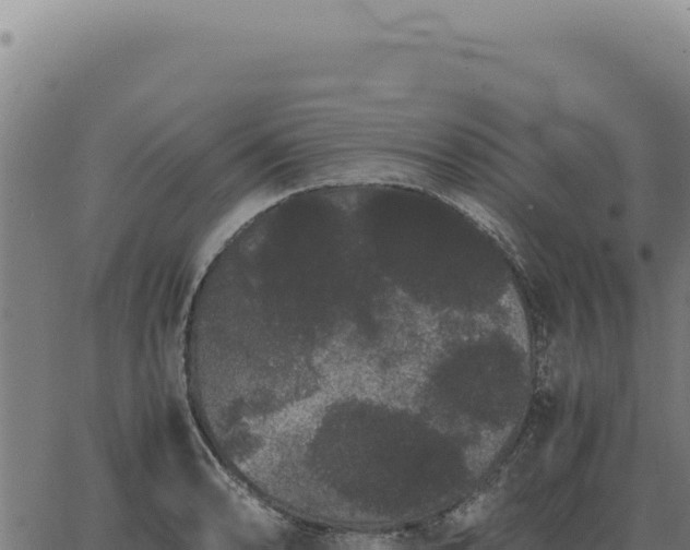 X0000063501086200601271739