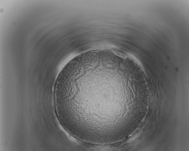 X0000063501103200601271739