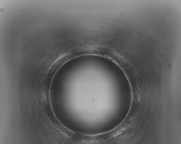 X0000063501206200601271736