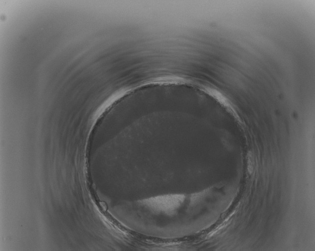 X0000063501229200601271737