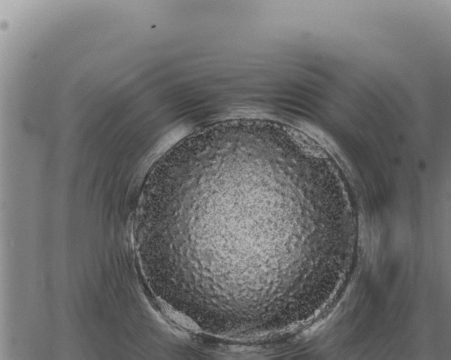 X0000063501241200601271737