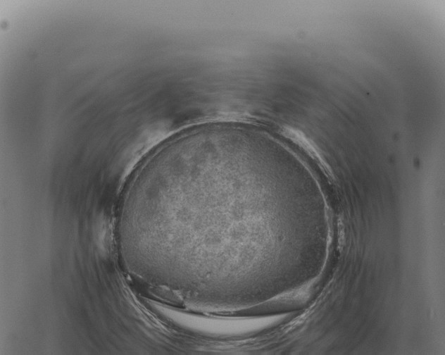 X0000063501260200601271736