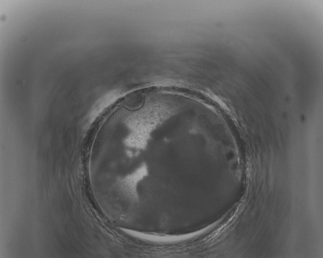 X0000063501263200601271736