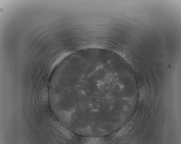 X0000063501266200601271736