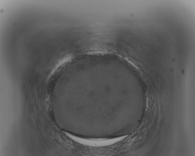 X0000063501351200601271735